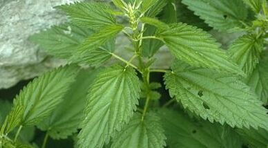 gyógynövény-főzetek visszér kezelésére