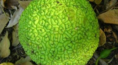 receptek infúziókhoz a varikózis kezelésére