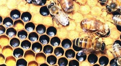 visszér kezelése méhészeti termékekkel